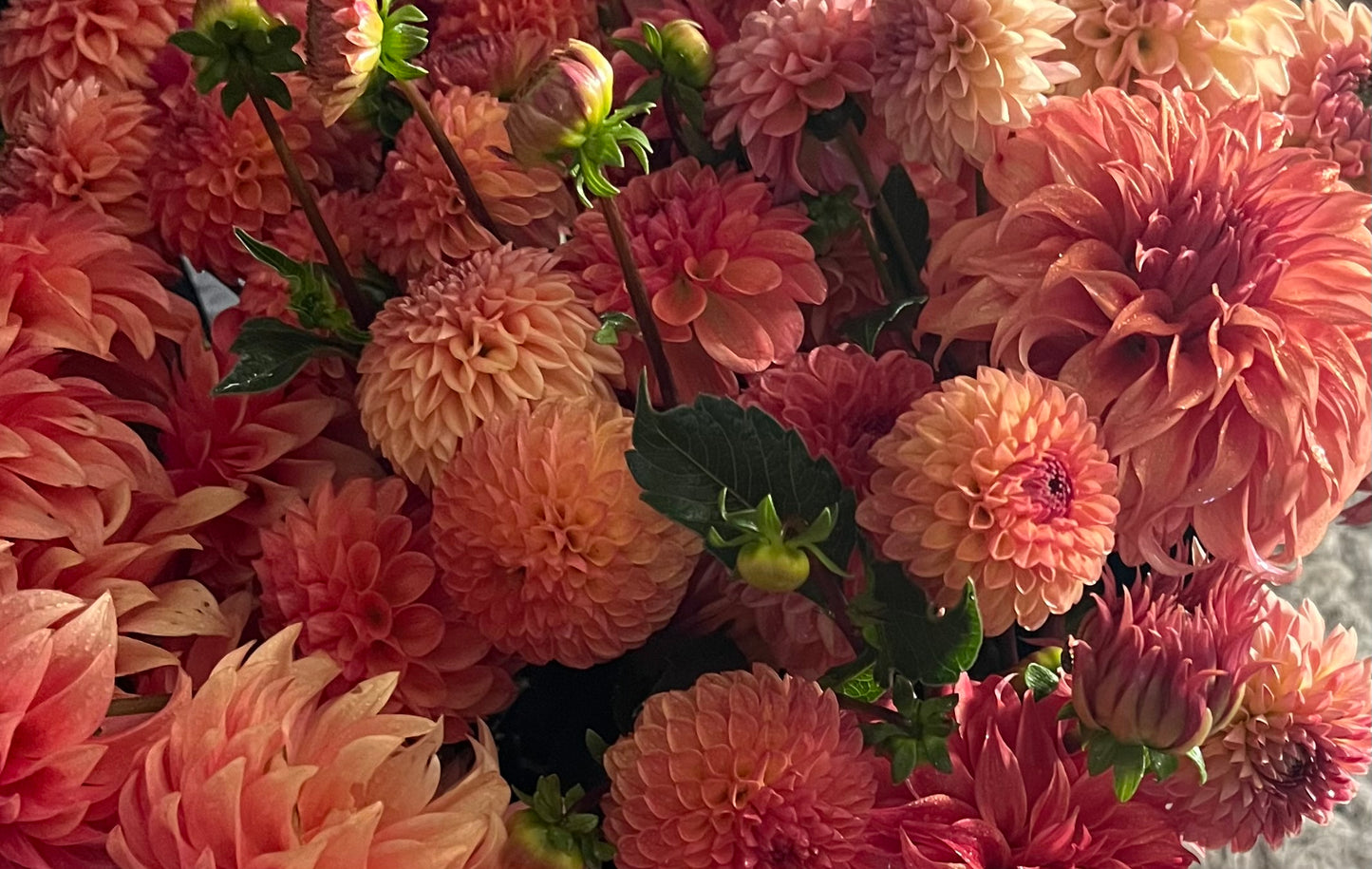 20th Ave Softer Peach