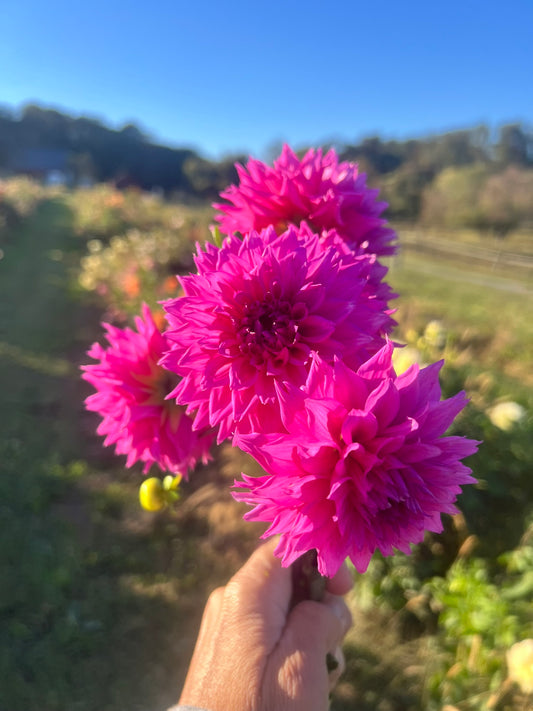 Bloomquist Divination