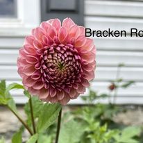 Bracken Rose (the fake super popular one)