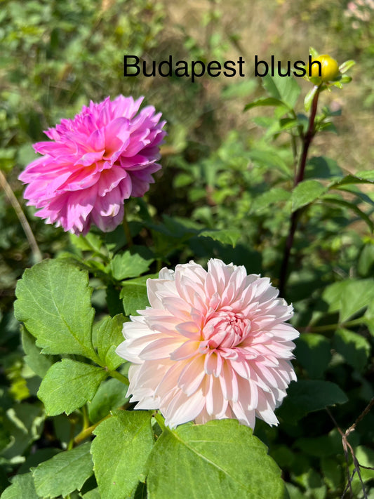 Budapest Blush