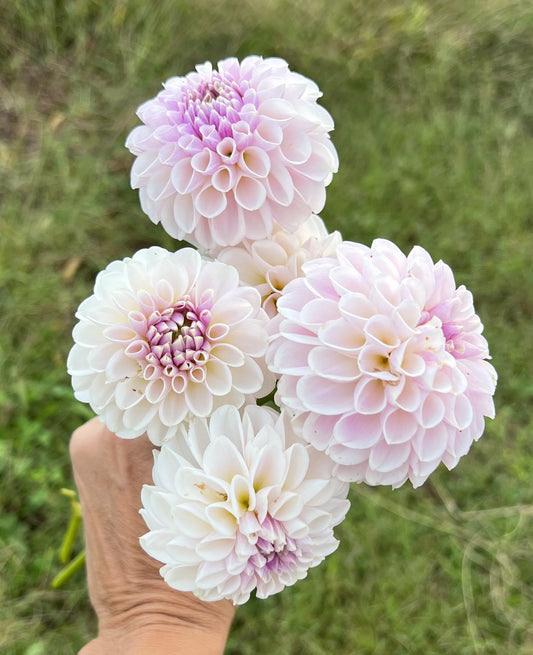 Edens Blush On (As seen on Garden of Eden- hybridized by Den)