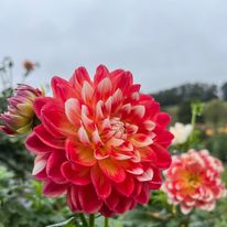 Hapet Celebration limit 1