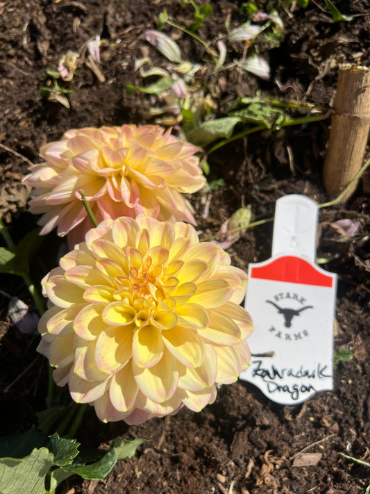 Zahradnik Dragon- European Variety