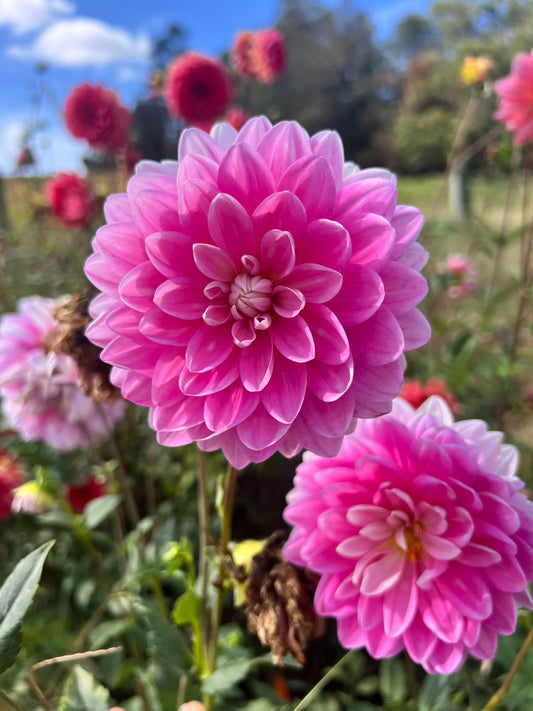 Hollyhill Pink Parfait