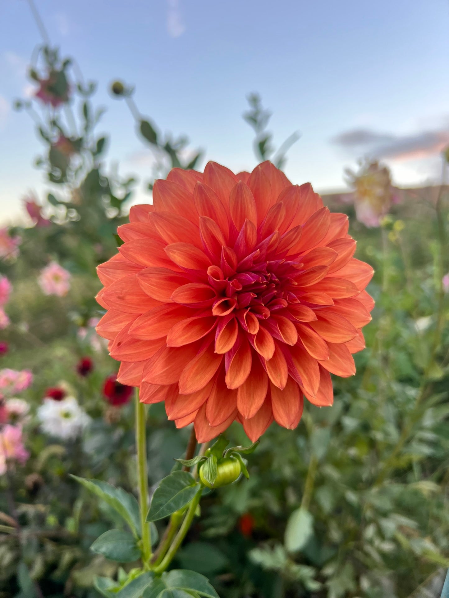 Misfits Kaleidoscope