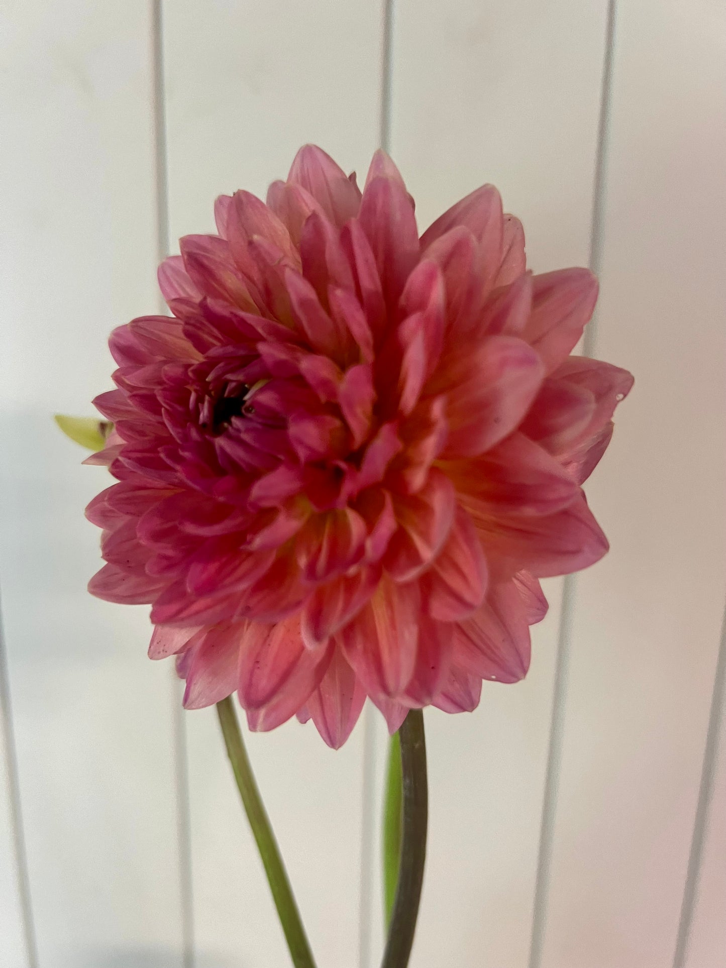 Dutch Pearl- European Variety