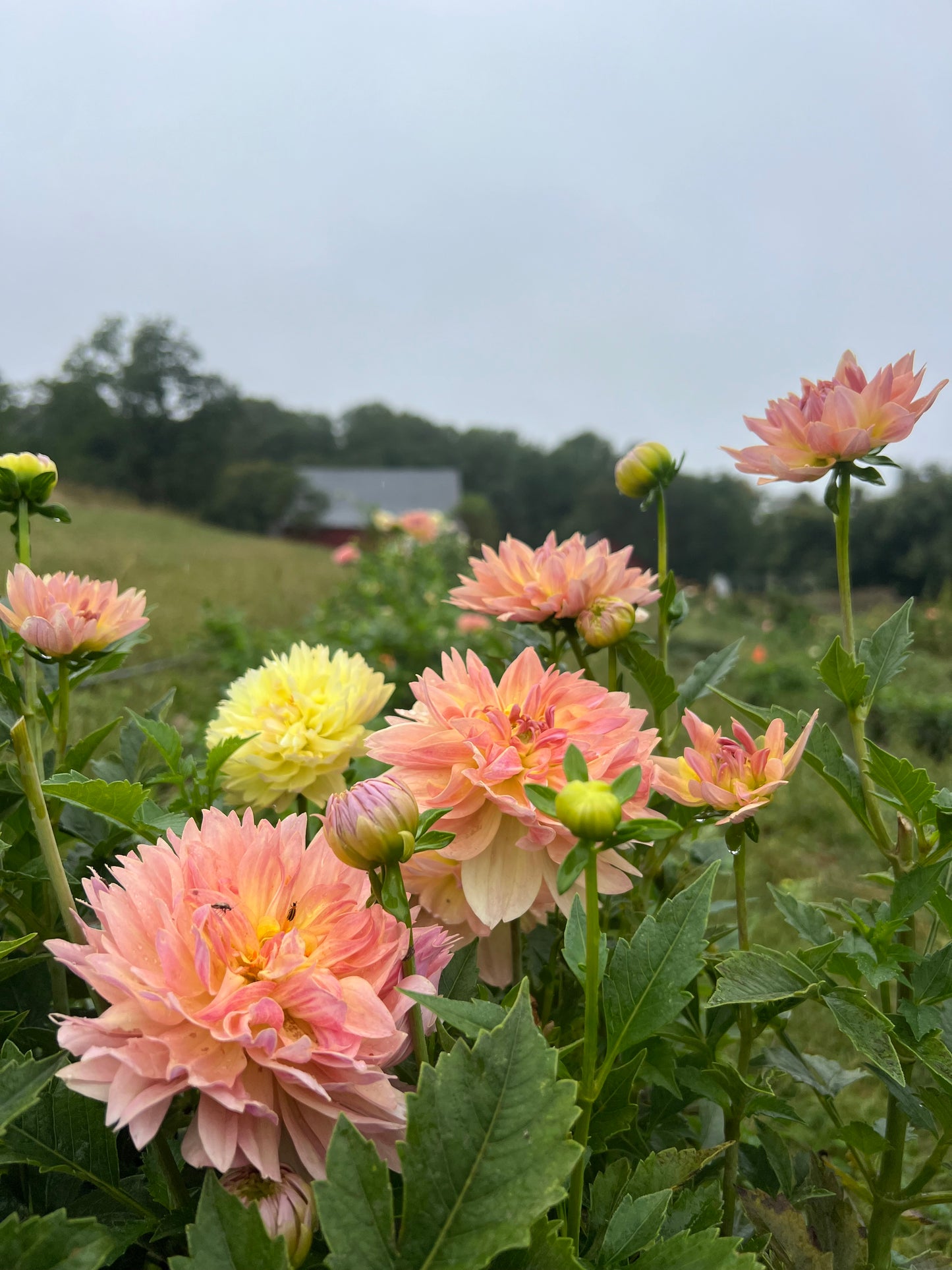 Joel's Favorite (European Variety) Limit one