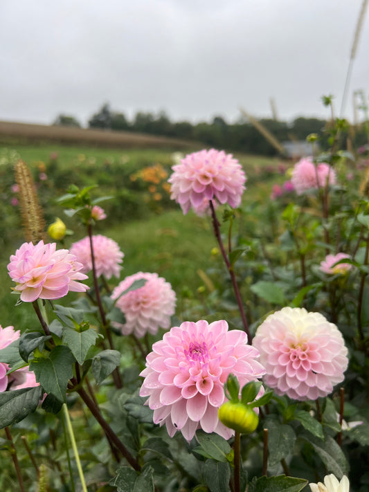 Wyoming Frost (Verified True not cupcake)
