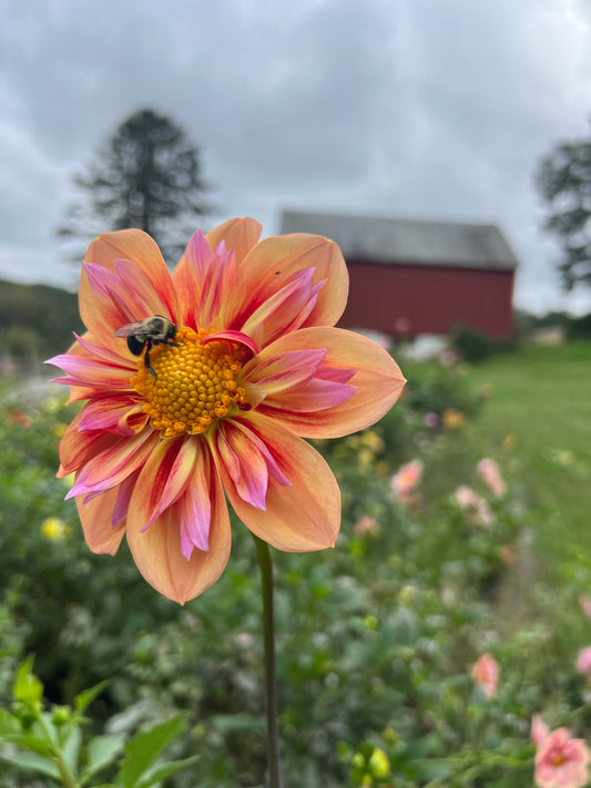 Orange Hype (Variety from Europe)