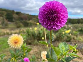 20th Ave. Pure Prince