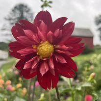 Collarette Kiss- European