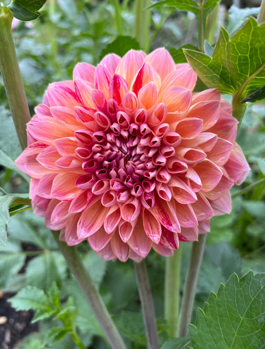 Honey Dew (mixed colors)