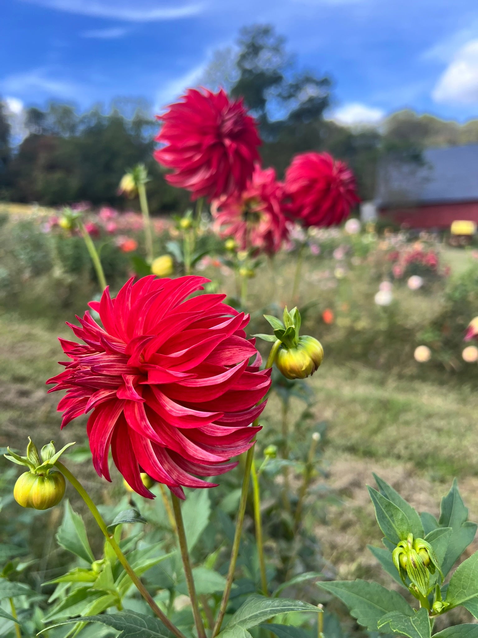 River's Lorax – starkfarms