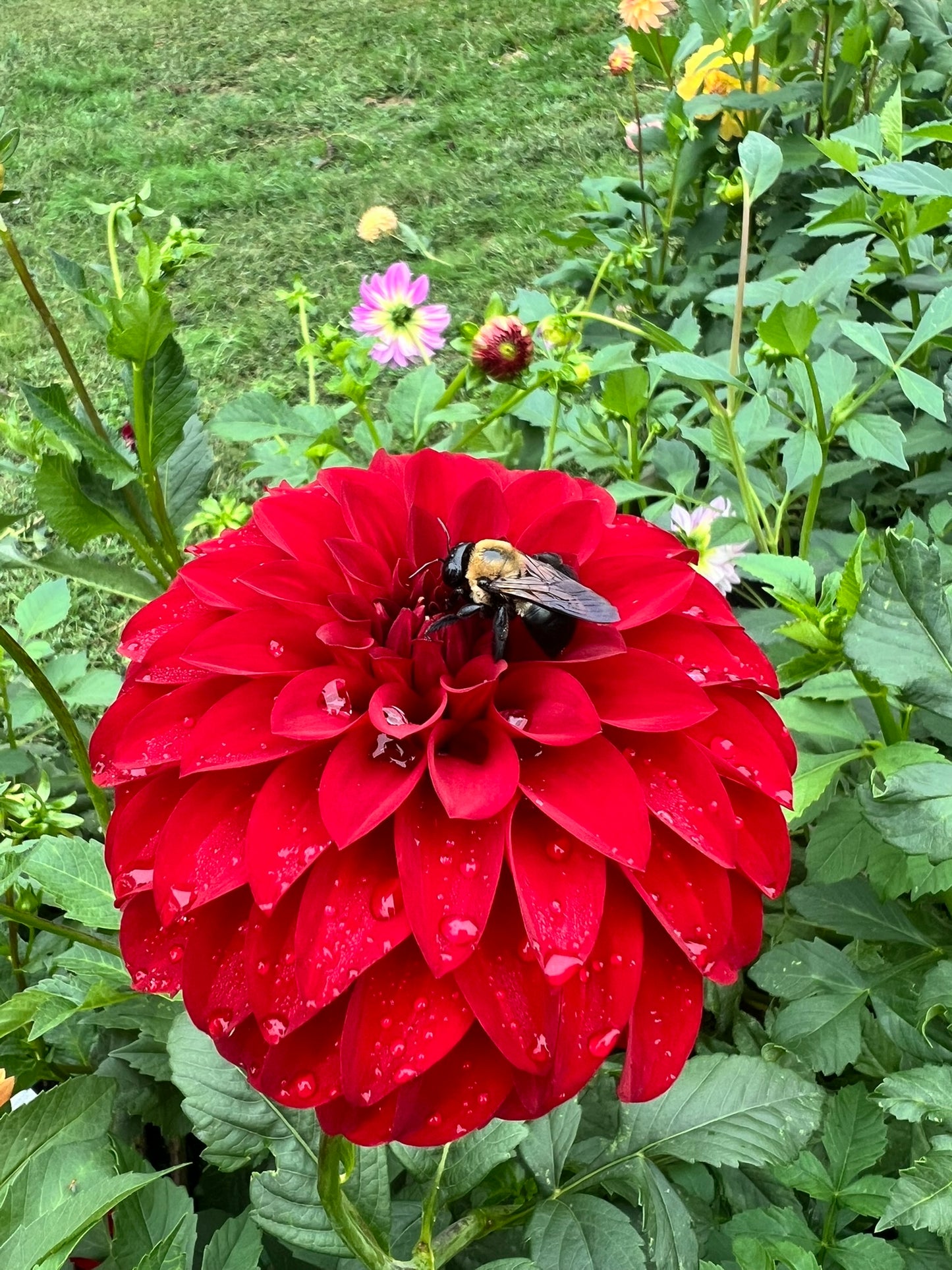 River's Cherry Bomb