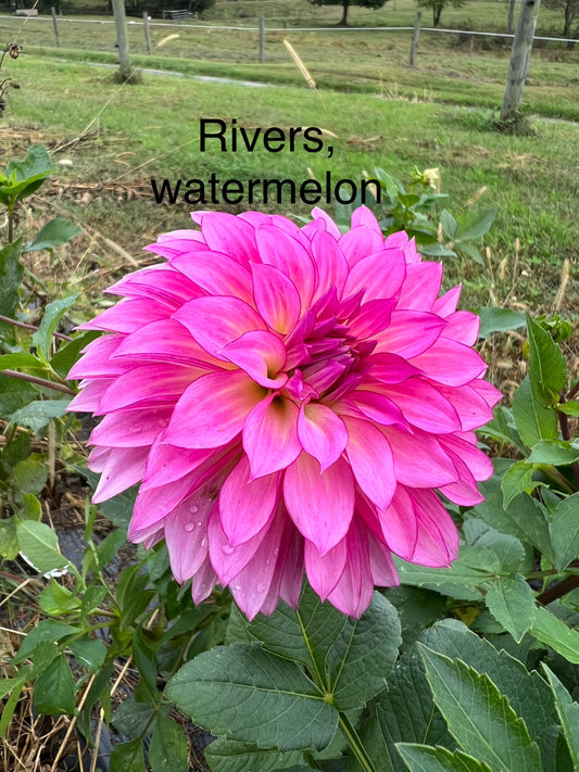 River's Watermelon