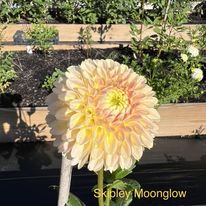 Skipley Moonglow