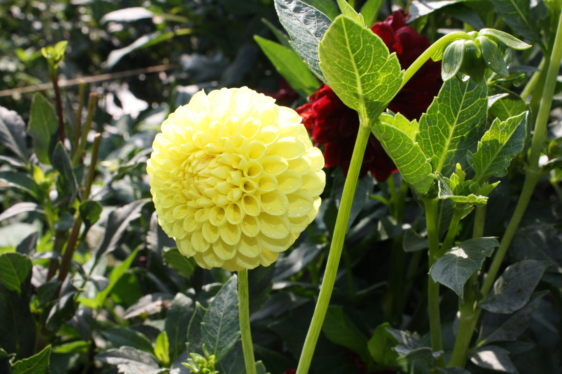 When will my Dahlia make buds and bloom?