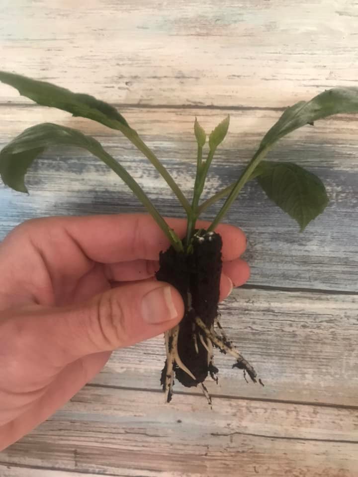 Dahlia Rooted Cuttings- COMING February 29th @12 pm est