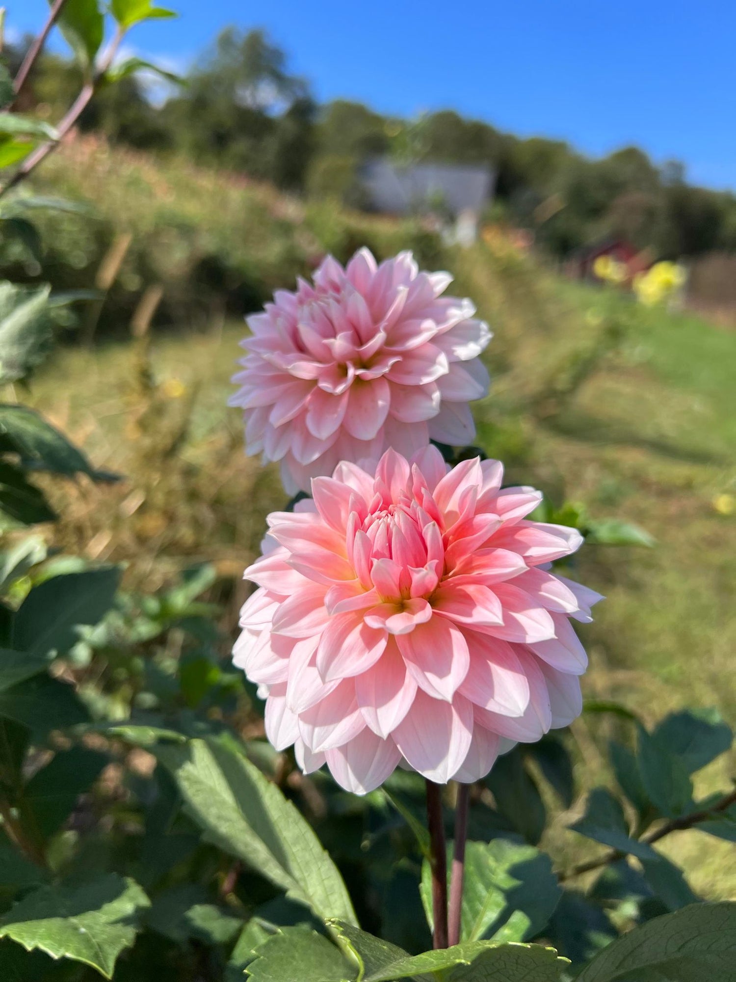 Dahlia Seeds