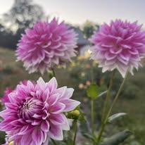 BJ's Dusty Rose