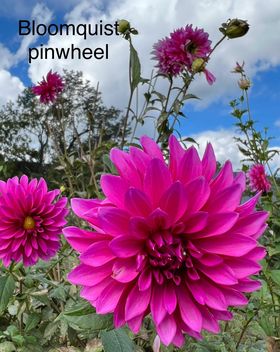 Bloomquist Pinwheel – starkfarms