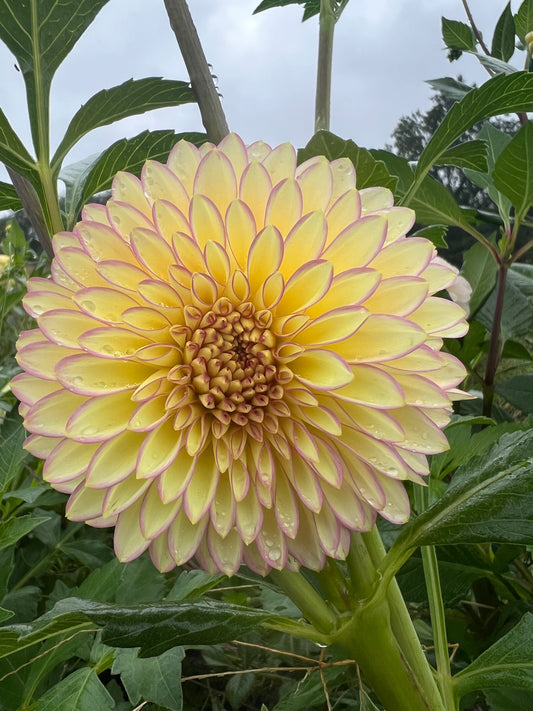 Bloomquist Blush