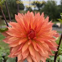 Bloomquist Peach Sorbet