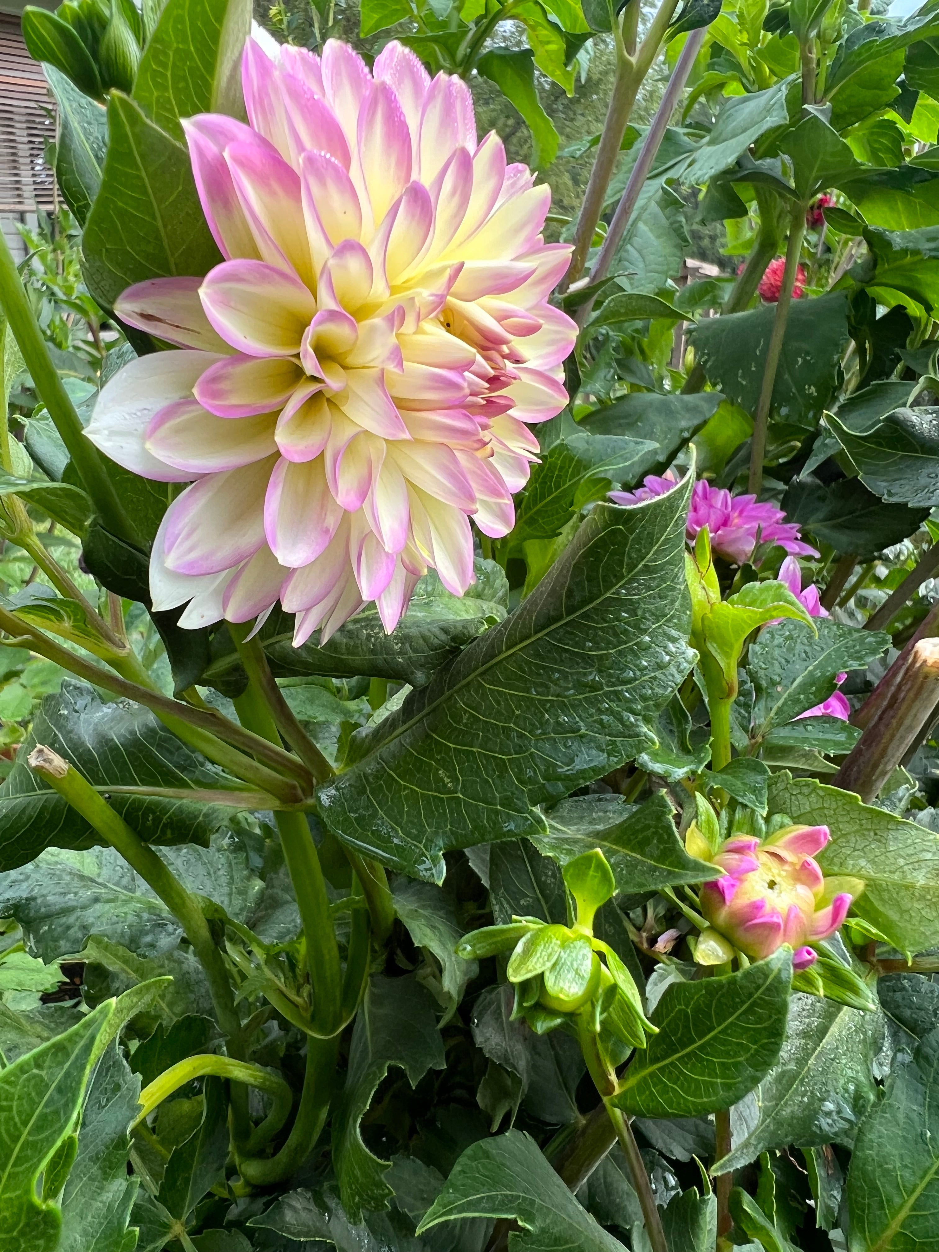 Dahlia Tubers – Page 9 – starkfarms Dahlia Tubers – Page 9 – starkfarms