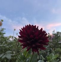 Hollyhill Black Beauty