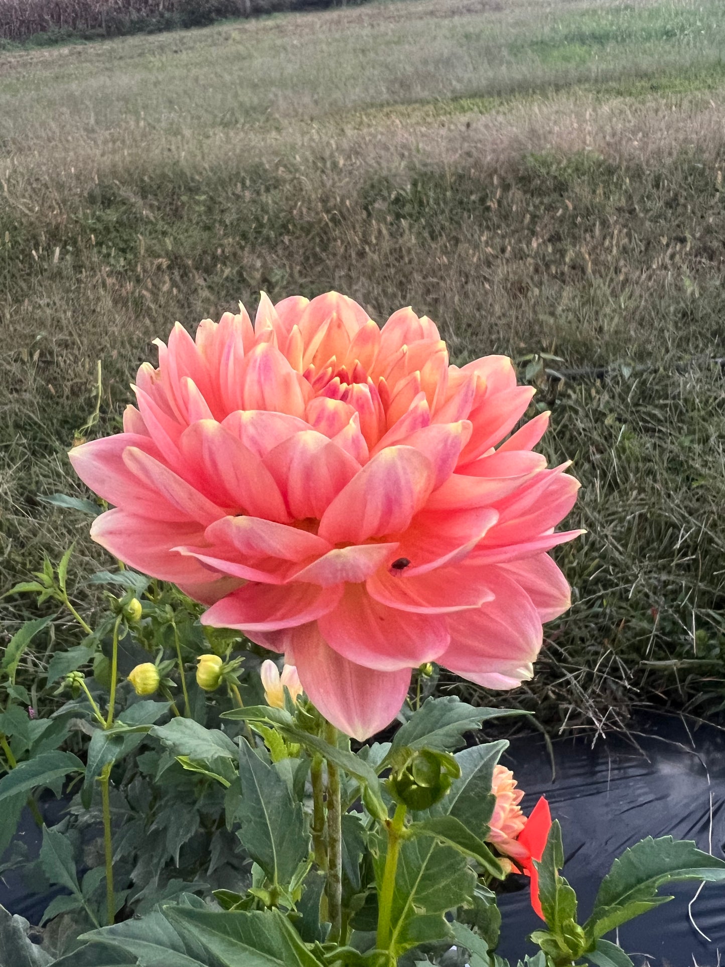 Sandia Bliss