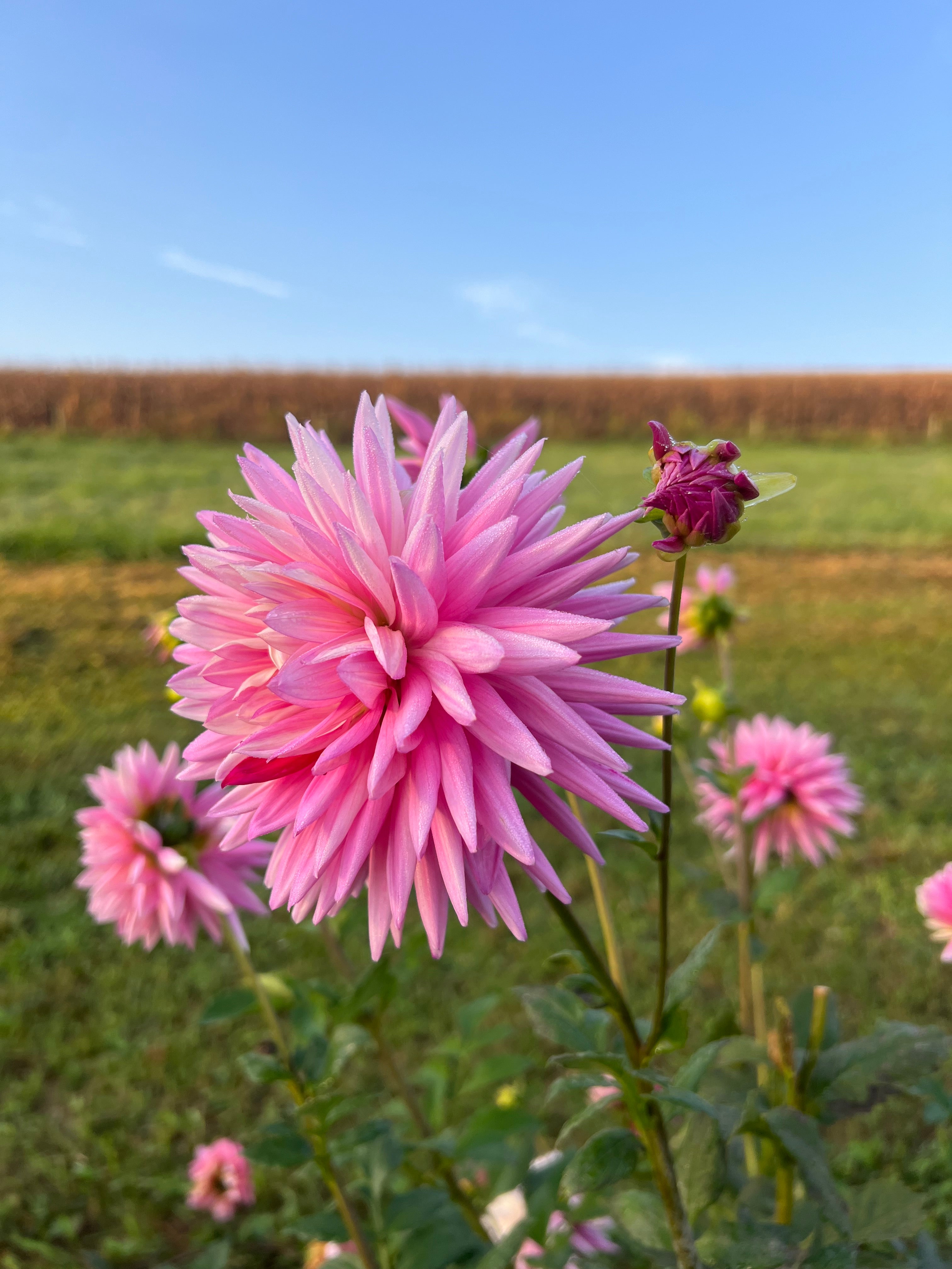 Dahlia Tubers – Page 7 – starkfarms