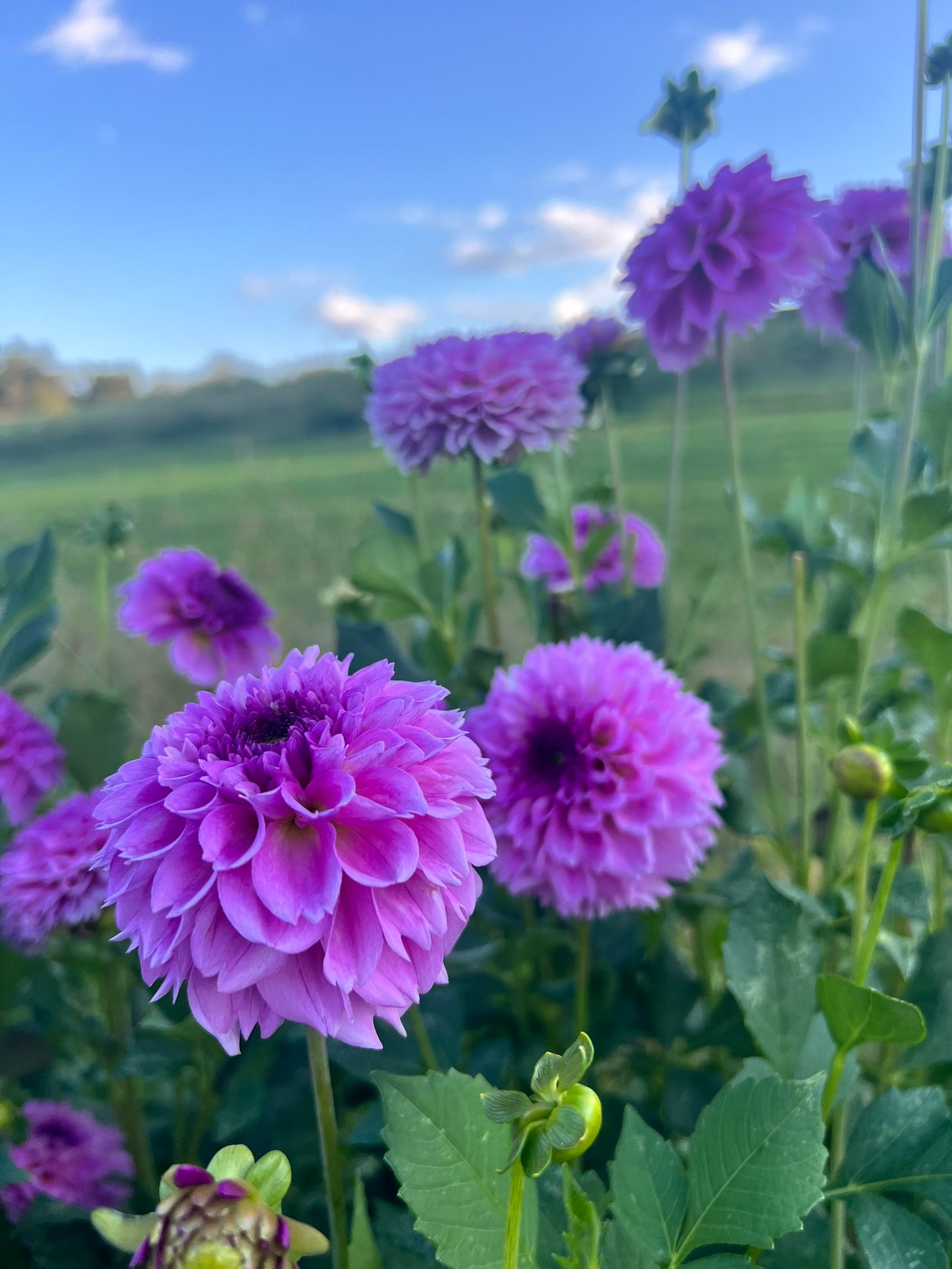 Ferncliff Pincushion