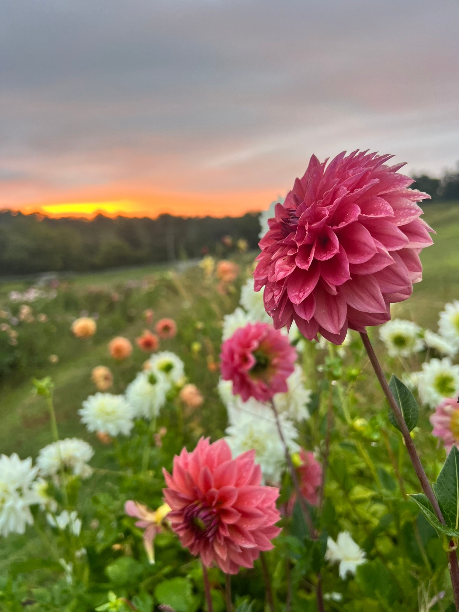 Ferncliff Classy – starkfarms