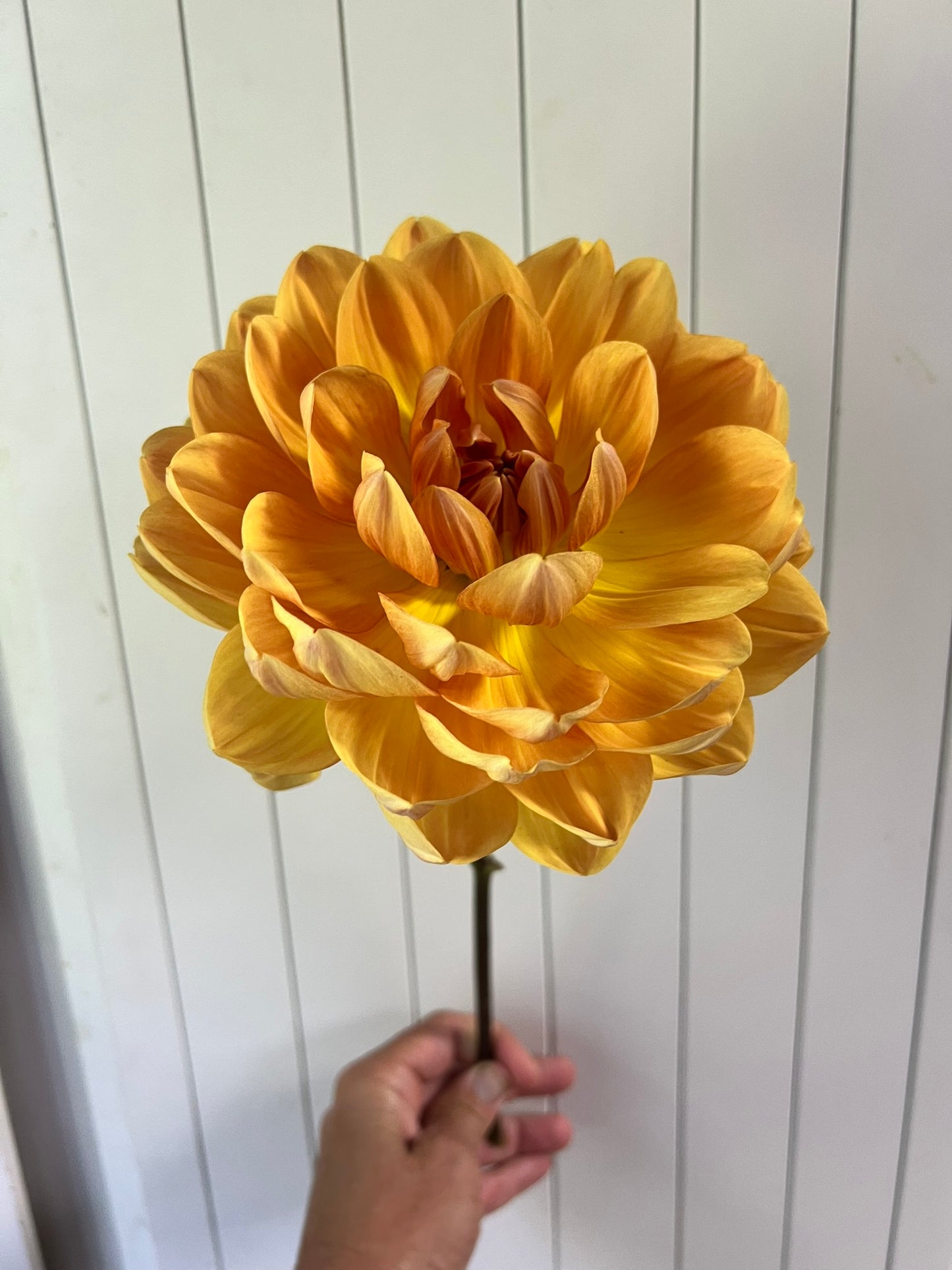 Hollyhill Honey Gold