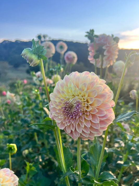 Coorabell Moonglow (Australia)