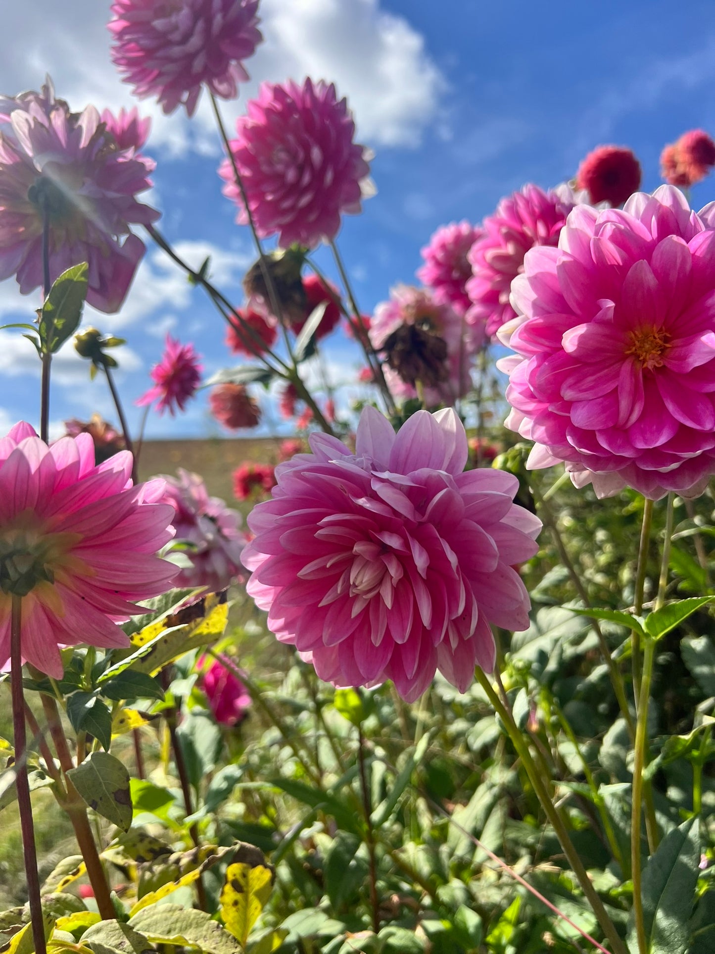 Hollyhill Pink Parfait