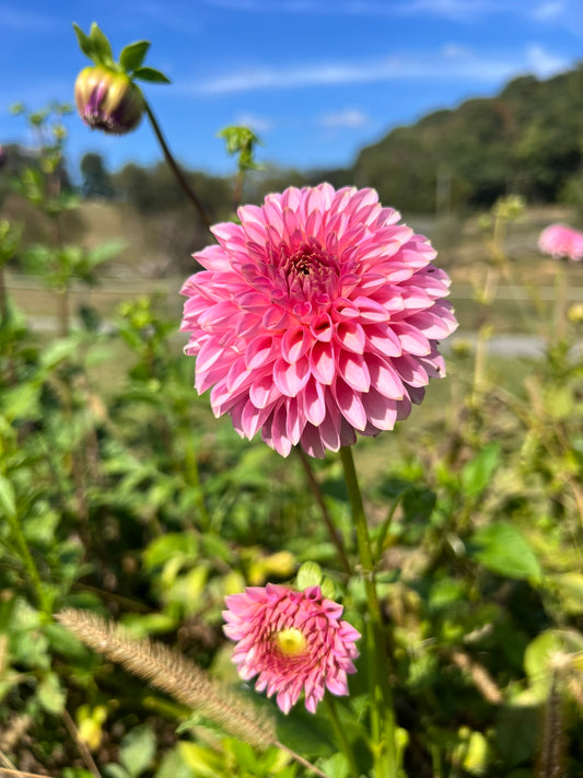 Bloomquist Pink Parfait