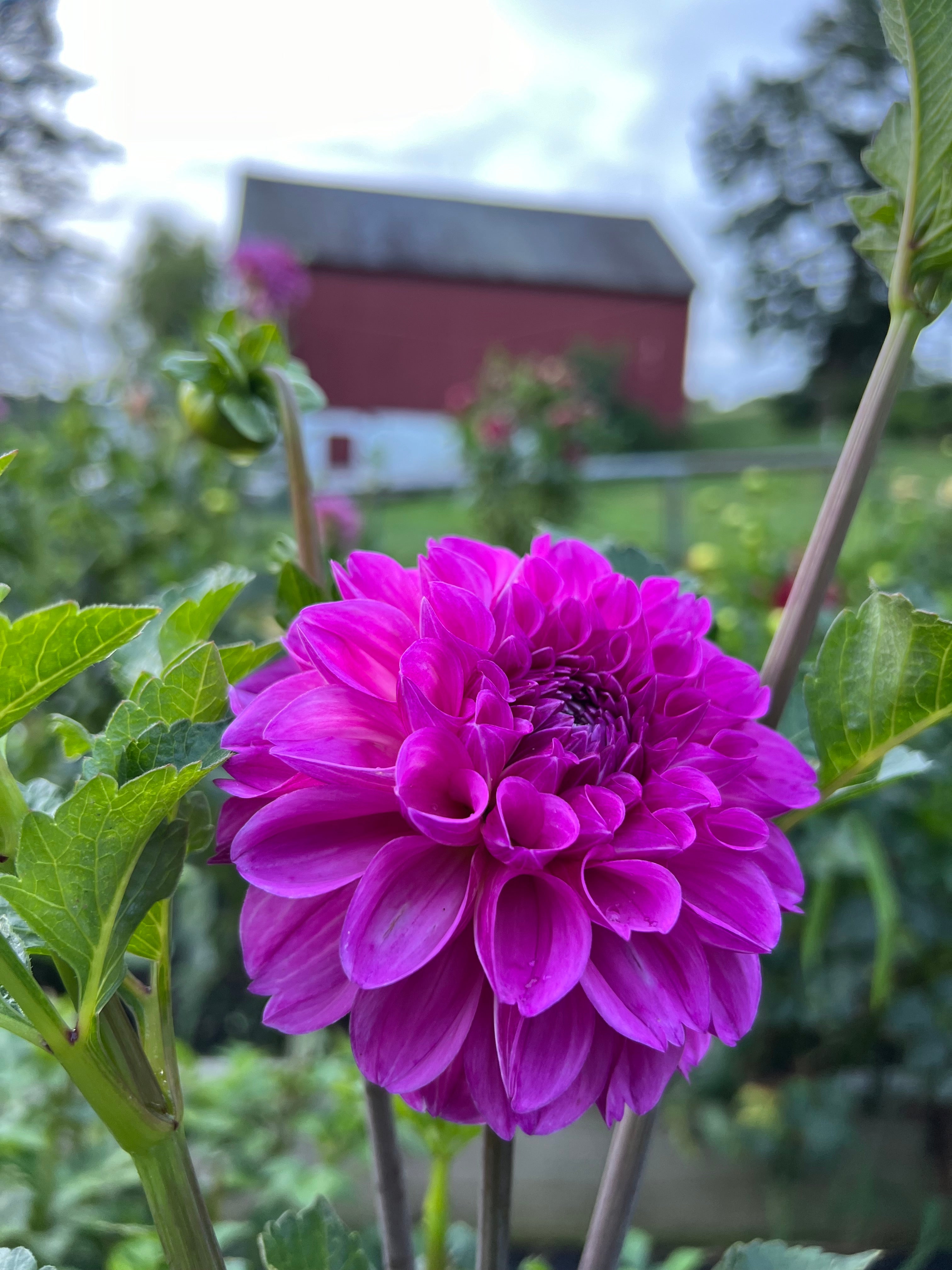 Dahlia Tubers – Page 9 – starkfarms Dahlia Tubers – Page 9 – starkfarms