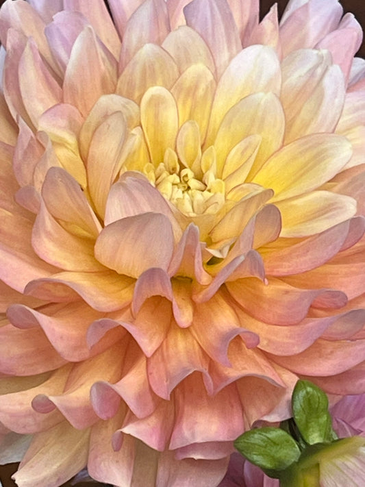 SF Bich Nga (pronounced Bit or Bick N-ya)