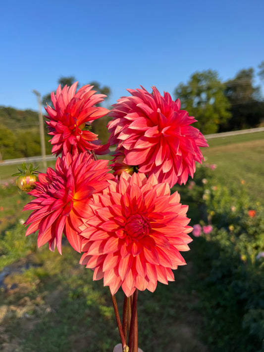 Sandia Ruthie