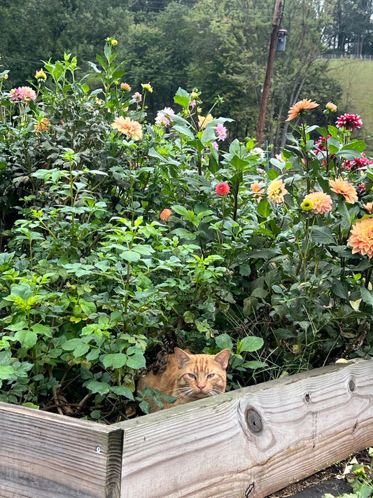 River's Lorax