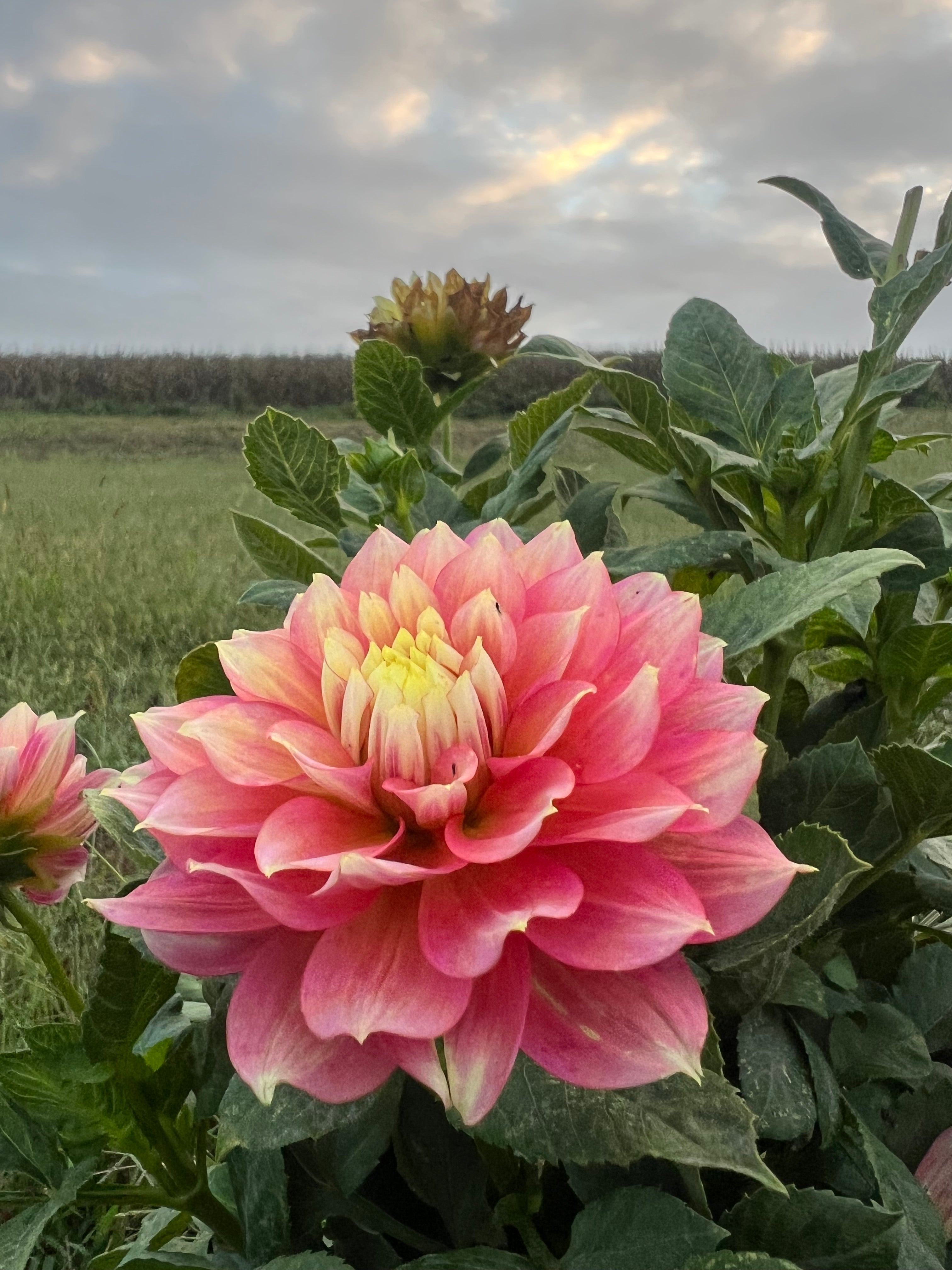 Dahlia Tubers – Page 9 – starkfarms Dahlia Tubers – Page 9 – starkfarms