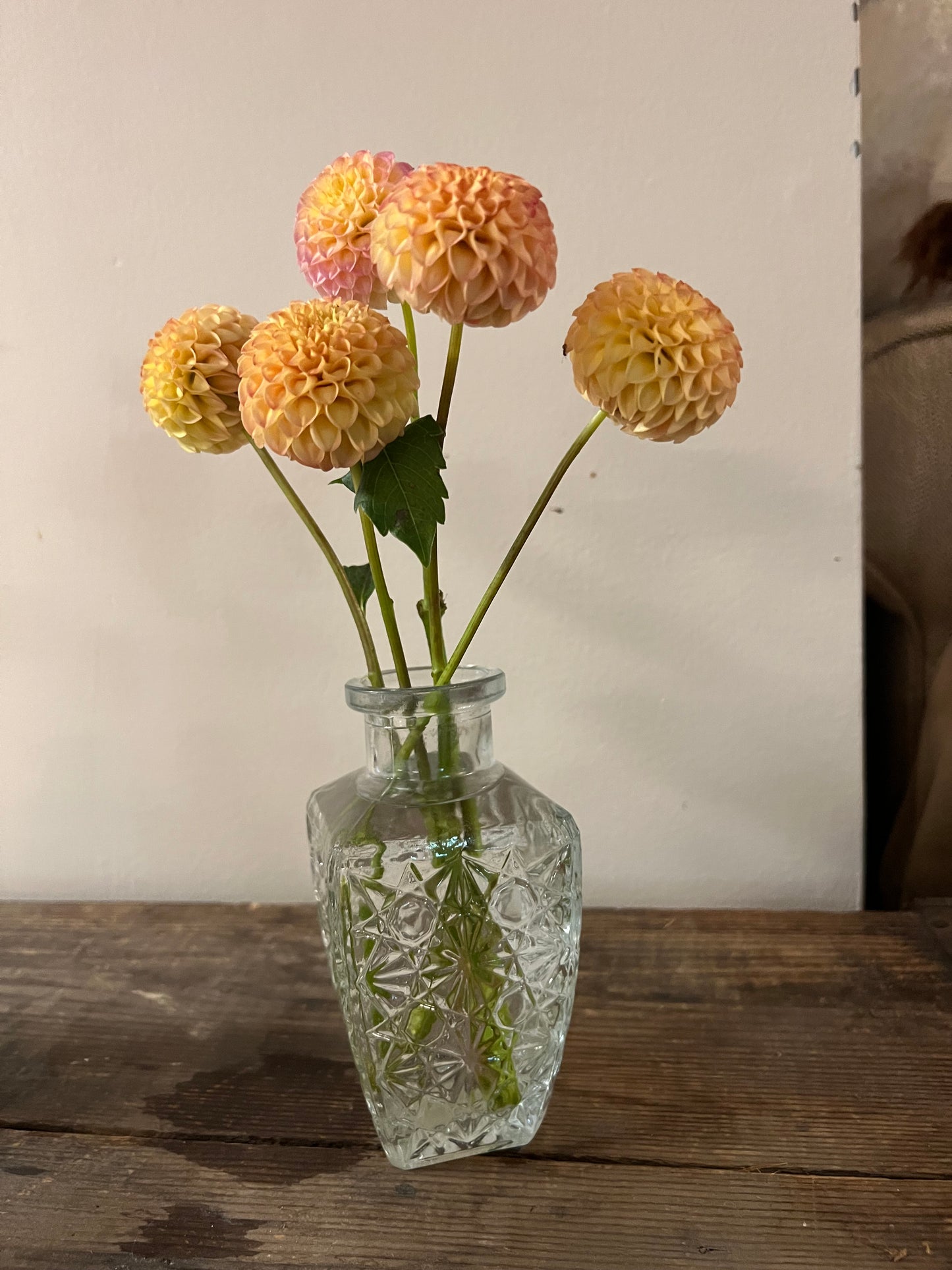 Dahlia Irish Gnome