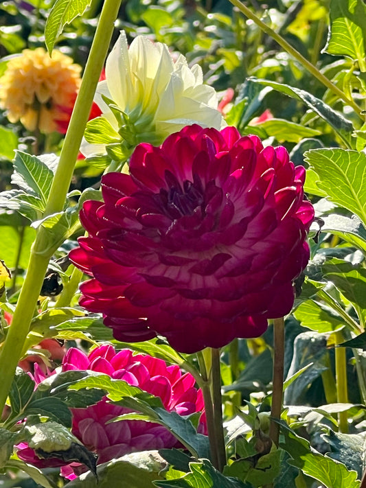 Sandia Bertha