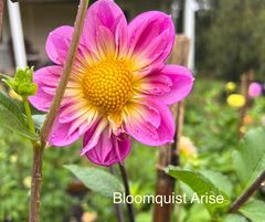 Bloomquist Arise