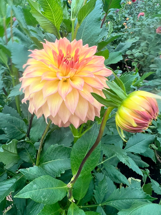 Newaukum Honey- limit 1