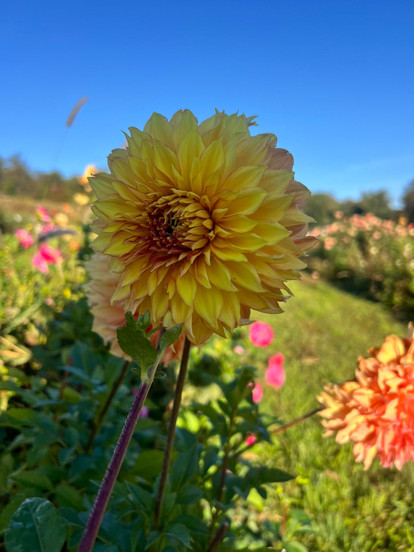 Camano Honey