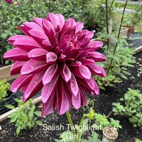 Salish Twilight Girl