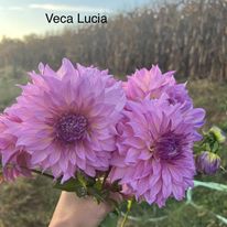 Veca Lucia