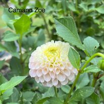 Camano Zoe